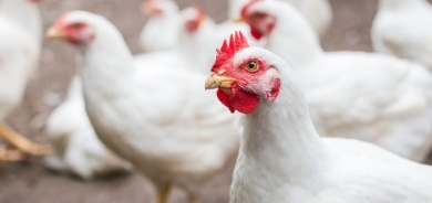 Newcastle Virus Devastates Poultry Farms in Sulaimani's Raparin Town