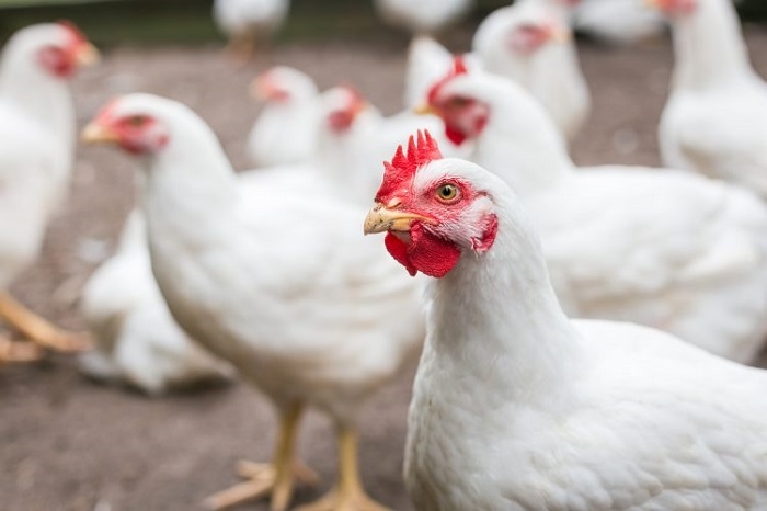 Newcastle Virus Devastates Poultry Farms in Sulaimani's Raparin Town