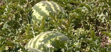 استيراد البطيخ الأحمر من إيران يضر بالمزارع المحلي في العراق وإقليم كوردستان