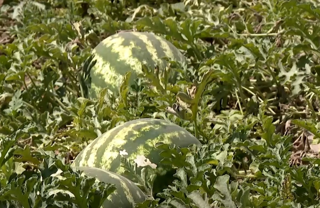 استيراد البطيخ الأحمر من إيران يضر بالمزارع المحلي في العراق وإقليم كوردستان