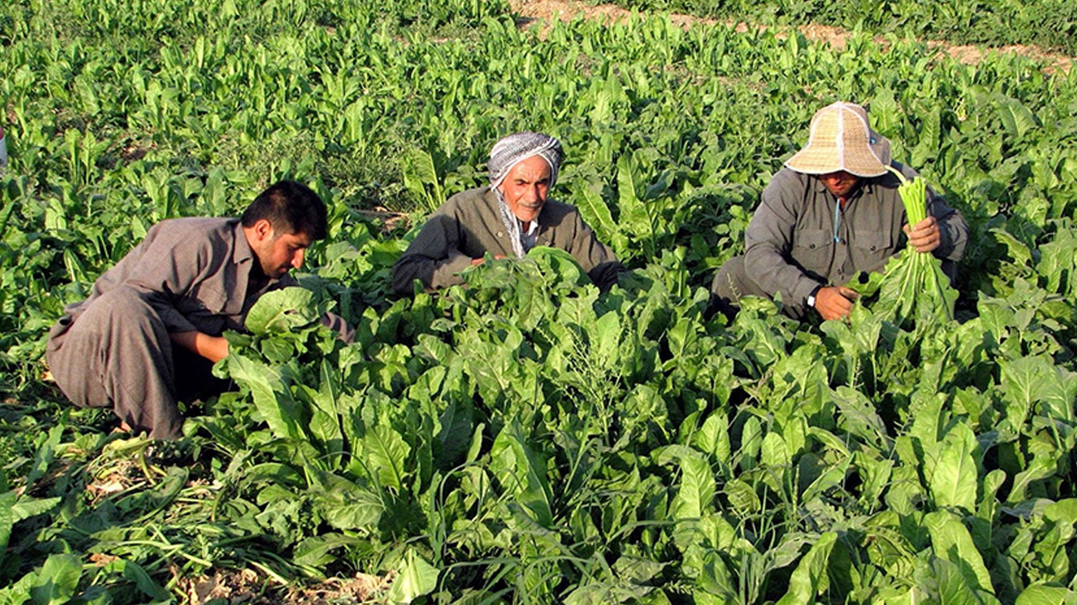 زراعة أربيل تمنع استيراد بعض الخضار من خارج الإقليم