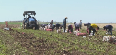 زراعة كوردستان تنتعش وتصدر منتجاتها