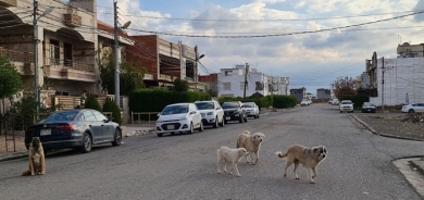 Campaign Launched in Bardarash to Collect Stray Dogs After Tragic Dog Attack Claims Child’s Life