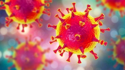 بعد طول انتظار.. دراسة تكشف عن أصل فيروس كورونا
