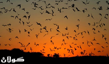 مدينة استرالية بصدد طرد 22 الف خفاش من حدائقها