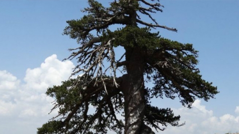 اكتشاف شجرة عمرها 1075 عاما في اليونان