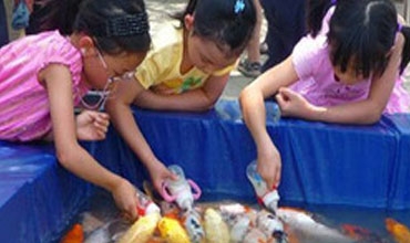الصين تدرب مجموعة من الأسماك لتتلقى غذائها برضاعات الأطفال