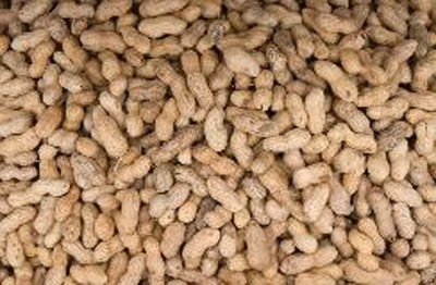Using peanuts to cure allergy