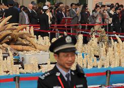 UN Security Council declares war on ivory poachers, traffickers