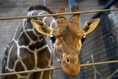 Children watched as a giraffe was euthanized and fed to lions