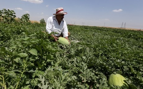 Bazara zebeşê Kurdistanê geş dibe