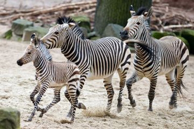 Why do zebras have stripes? This new study might finally have the answer