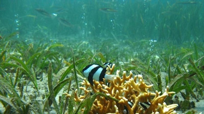Fish losing survival instinct in acidic oceans, study says