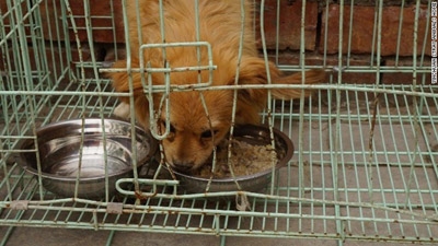Were dozens of stray dogs buried alive in northern China?