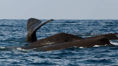 Canadian town tries to sell whale carcass on eBay