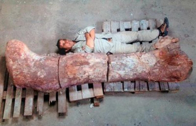 Fossils of 'largest' dinosaur found in Argentina