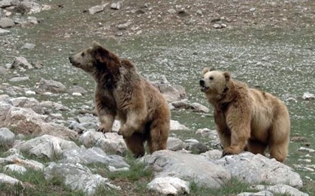 Bi hevkariya Kurdistan û Amerîkayê 6 hirç hatine azadkirin