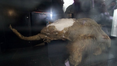 Nicely Preserved Mammoth Carcass Shown in Moscow