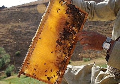  Turkish airstrikes harm honey production in Kurdistan 