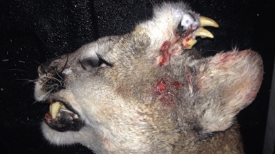 Idaho mountain lion had teeth growing from forehead