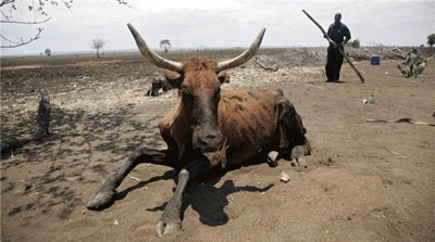 Southern Africa's drought leaves millions hungry