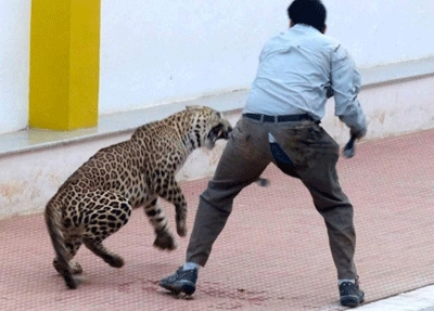 Indian leopard injures six in Bangalore school