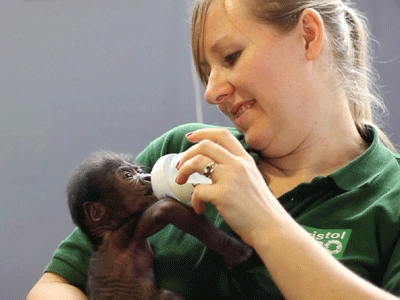 Baby Gorilla Delivered in Rare C-Section at the Bristol Zoo