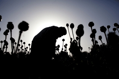 Mexican Governor Makes Waves by Touting Legal Opium Poppies