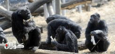 US courts asked to recognize chimps as people