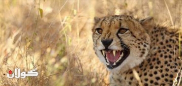 Cheetah could be extinct by 2030