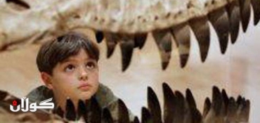Thick-skulled fossil cuts dino theory down to size
