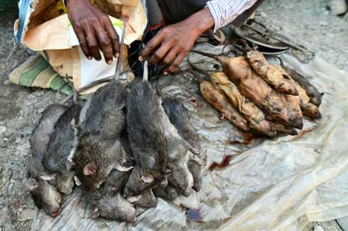 The Indian market where rat earns top price