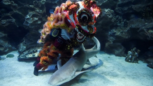 Underwater lion dance in Malaysia before Lunar New Year