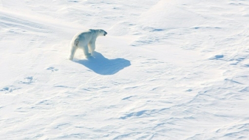 Russian Arctic archipelago sounds alarm over aggressive polar bears