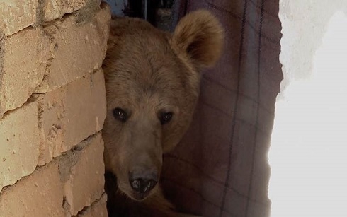 Released bear raids Duhok village for food