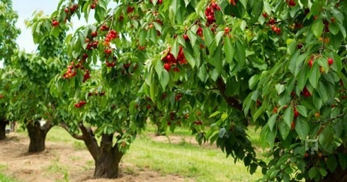 Saudi Arabia sees fields of green with major tree-planting drive