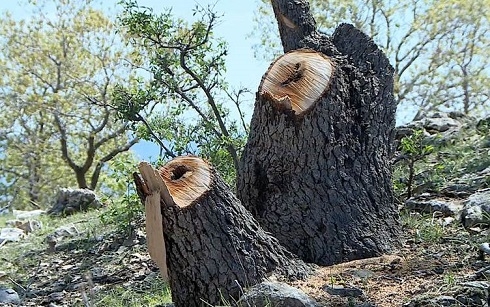 Man arrested for felling 1,000 oak trees in Duhok