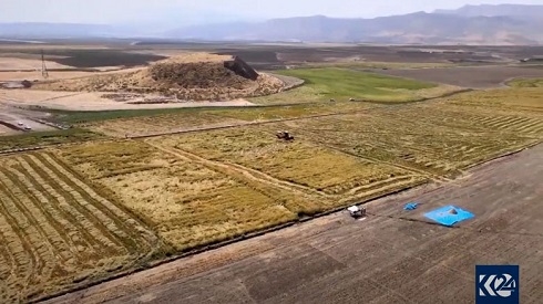 Drought conditions threaten Kurdistan’s rice cultivation as rain remains scarce