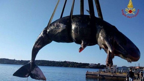 Pregnant whale found dead in Italy with 49 pounds of plastic in stomach