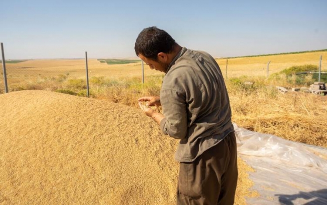 83%ـی ئەو گەنمەی بەغدا لە هەرێمی کوردستانی دەکڕێتەوە وەرگیراوە