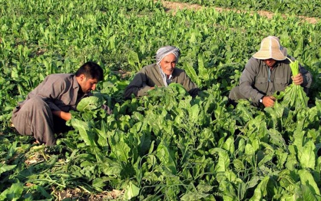 لیژنەی كشتوكاڵی پەرلەمانی عێراق: سێ ترلیۆن دینار بۆ جووتیاران تەرخانكراوە